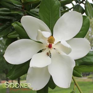 <em>Magnolia</em> <strong>SOUTHERN MAGNOLIA</strong>: