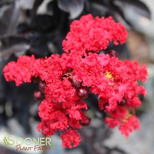 <em>Lagerstroemia</em> BLACK DIAMOND® RED HOT CRAPEMYRTLE: 