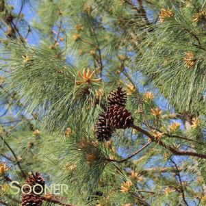 <em>Pinus</em> <strong>LOBLOLLY PINE</strong>: