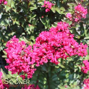 <em>Lagerstroemia</em> DOUBLE FEATURE® CRAPEMYRTLE: 