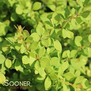 <em>Berberis</em> GOLDEN NUGGET™ BARBERRY: 