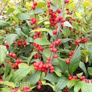 <em>Ilex</em> WINTER RED WINTERBERRY HOLLY: 