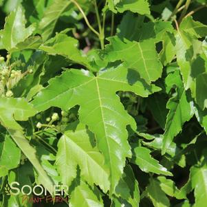 <em>Acer ginnala</em> <strong>FLAME AMUR MAPLE</strong>: