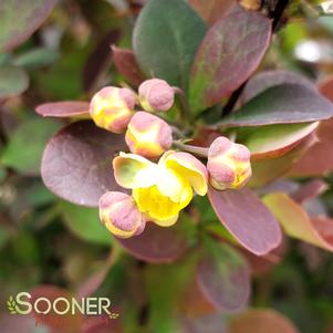 <em>Berberis</em> SUNJOY TODO® BARBERRY: 