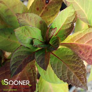 <em>Hydrangea</em> LADY IN RED HYDRANGEA: 