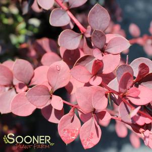 <em>Berberis</em> SUNJOY® SYRAH BARBERRY: 