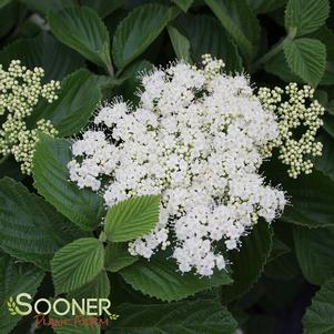 <em>Viburnum</em> TANDOORI ORANGE® VIBURNUM: 