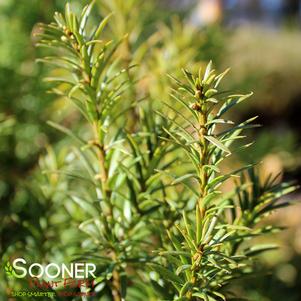 <em>Taxus</em> HICK'S YEW: 