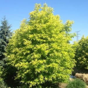 <em>Salix</em> GOLDEN SUNSHINE WILLOW: 