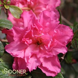 <em>Rhododendron</em> BLOOM-A-THON® PINK DOUBLE AZALEA: 