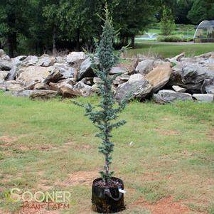 <em>Cedrus</em> COLUMNAR BLUE ATLAS CEDAR: 