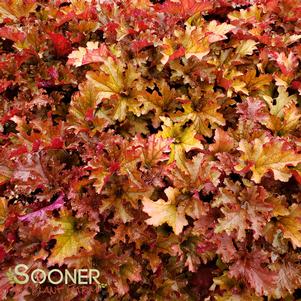 <em>Heuchera</em> ZIPPER CORAL BELLS: 