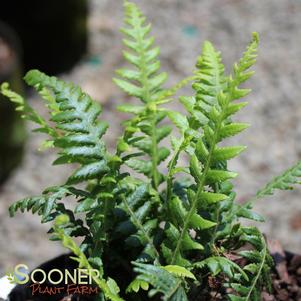 <em>Theypteris</em> JAPANESE BEECH FERN: 