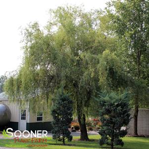 <em>Salix</em> <strong>GOLDEN IDOL DWARF CORKSCREW WILLOW</strong>: