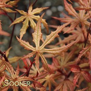 <em>Acer</em> AMBER GHOST UPRIGHT JAPANESE MAPLE: 