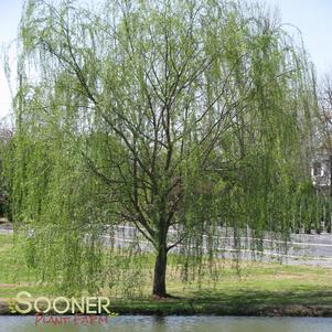 <em>Salix</em> <strong>WISCONSIN WEEPING WILLOW</strong>: