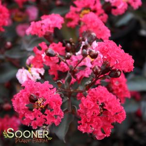 <em>Lagerstroemia</em> DOUBLE DYNAMITE® CRAPEMYRTLE: 