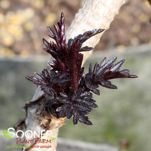 <em>Sambucus</em> <strong>BLACK LACE® ELDERBERRY</strong>: