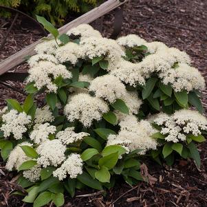 <em>Viburnum</em> LIL' DITTY® WITHEROD VIBURNUM: 