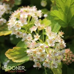 <em>Physocarpus</em> TINY WINE® GOLD NINEBARK: 