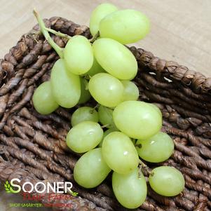 <em>Vitis</em> FREDONIA GRAPE: 