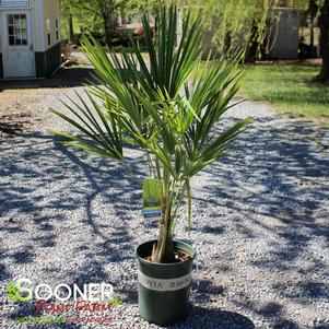 <em>Trachycarpus</em> <strong>WINDMILL PALM</strong>: