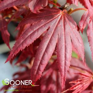 <em>Acer</em> ARATAMA UPRIGHT JAPANESE MAPLE: 