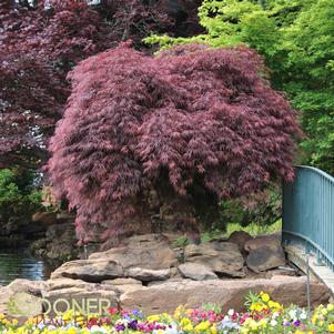 <em>Acer</em> <strong>CRIMSON QUEEN WEEPING JAPANESE MAPLE</strong>: