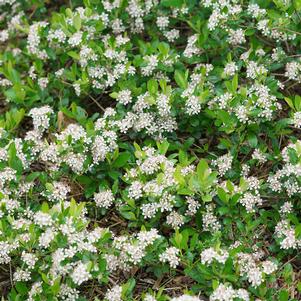 <em>Aronia</em> GROUND HUG® BLACK CHOKEBERRY: 