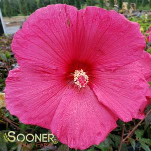 <em>Hibiscus</em> <strong>ERUPTION FLEMING HARDY HIBISCUS</strong>:
