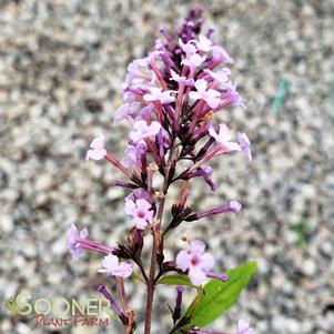 <em>Buddleia</em> WISTERIA LANE BUTTERFLY BUSH: 