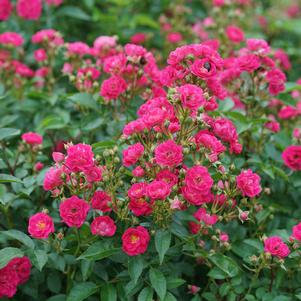 <em>Rosa</em> OSO EASY® PEASY ROSE: 