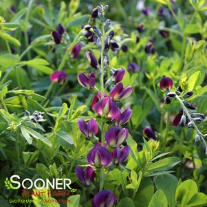 <em>Baptisia</em> GRAPE TAFFY FALSE INDIGO: 