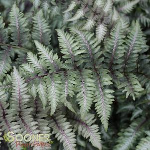 <em>Athyrium</em> JAPANESE PAINTED FERN: 