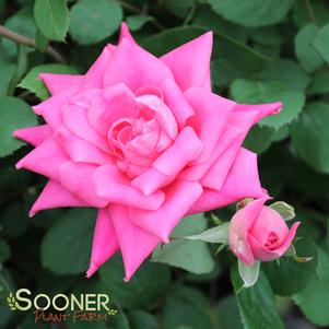 <em>Rosa</em> DOUBLE PINK KNOCK OUT® ROSE: 