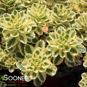 <em>Sedum</em> ATLANTIS® SEDUM: 