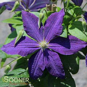 <em>Clematis</em> JACKMANII CLEMATIS: 