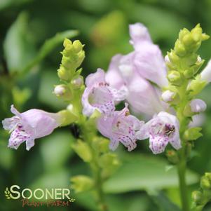 <em>Physostegia</em> <strong>VIVID OBEDIENT PLANT</strong>: