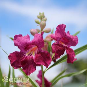 <em>Chilopsis</em> <strong>BURGUNDY DESERT WILLOW</strong>: