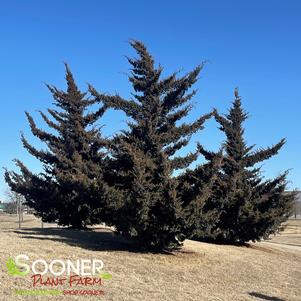 <em>Juniperus</em> CANAERTI JUNIPER: 