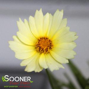 <em>Coreopsis</em> UPTICK™ CREAM TICKSEED: 