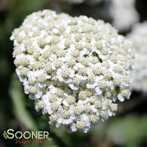 <em>Achillea</em> FIREFLY DIAMOND YARROW: 