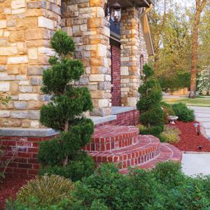 Shop Topiary Specimens