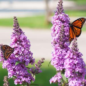 <em>Buddleia</em> <strong>PEACOCK™ BUTTERFLY BUSH</strong>: