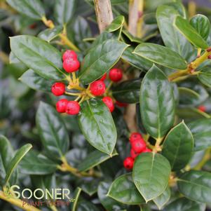 <em>Ilex</em> <strong>DWARF BURFORD HOLLY</strong>: