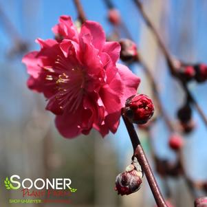 <em>Prunus</em> CRIMSON CASCADE WEEPING ORNAMENTAL PEACH: 