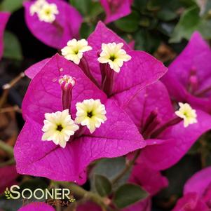 <em>Bougainvillea</em> <strong>ROYAL PURPLE BOUGAINVILLEA</strong>: