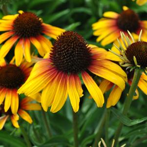 <em>Echinacea</em> FINE FEATHERED™ PARROT CONEFLOWER: 