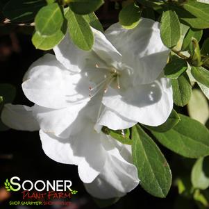 <em>Rhododendron</em> <strong>AUTUMN ANGEL® ENCORE® AZALEA</strong>: