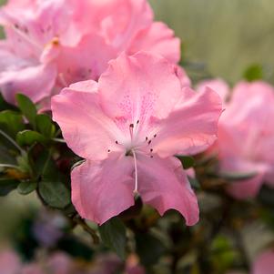 <em>Rhododendron</em> <strong>AUTUMN DEBUTANTE® ENCORE® AZALEA</strong>: